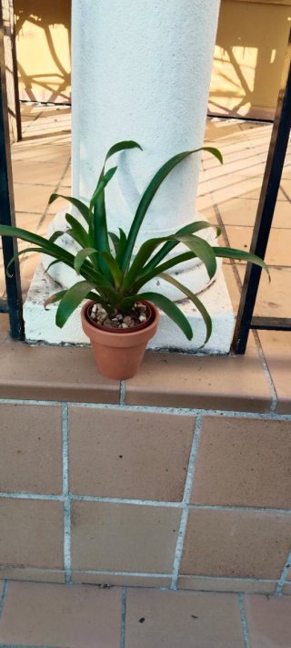 Planta Guzmania con macetero terracota
