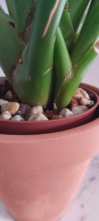Planta Guzmania con macetero terracota