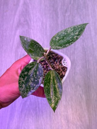 Hoya Acuta Pink Spot Splash (EPC-997)