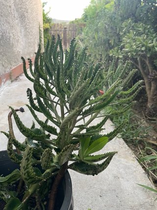 Kalanchoe daigremontiana