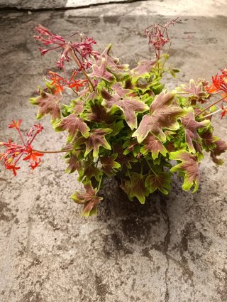Planta Pelargonium exótico variegado