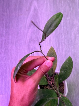 Hoya elmeri