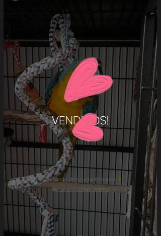 Espiral para guacamayos o otros
