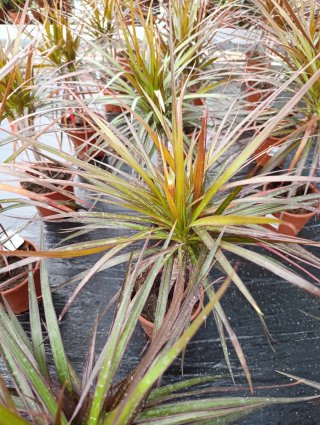 Drácena planta