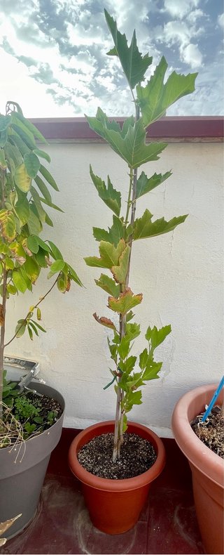Platanus X Hispanica / Platanos de sombra