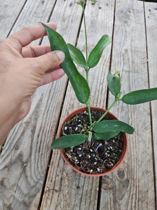 Hoya Pandurata