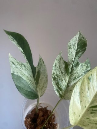 Epipremnum pinnatum ‘Marble King’ variegado