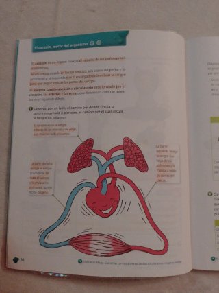 Educación Física 4o Primaria