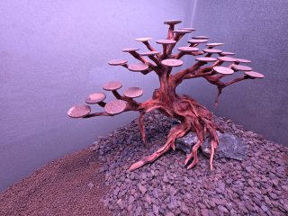 Árbol bonsai para acuario