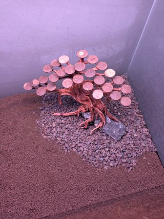 Árbol bonsai para acuario