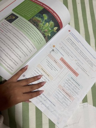 Le que lé, 4 Primaria tarefas de competencia lect