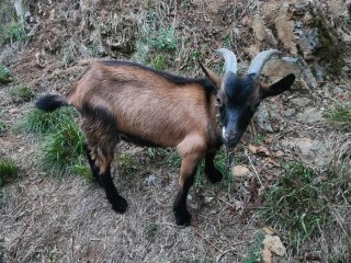 Chivo Alpina