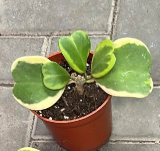 Hoya Kerri Variegada Ramificada