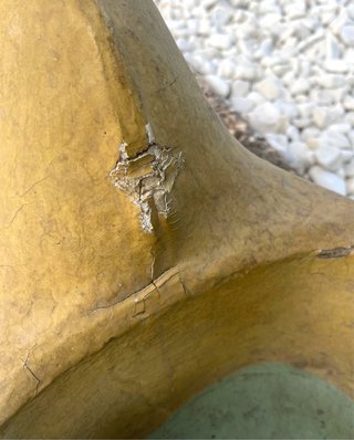 Gallo balancín de cartón piedra y base de madera