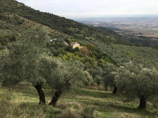 Olivar en Pasaron de la Vera
