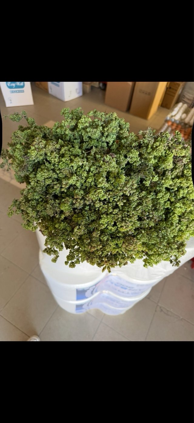 Origano Fresco Locale - Erbe Aromatiche