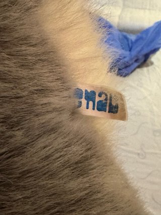Peluche Koala Gris Suave