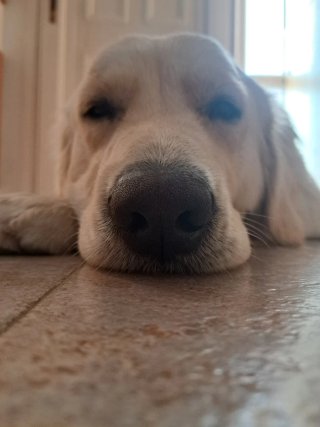 Paseador de perros Rubi