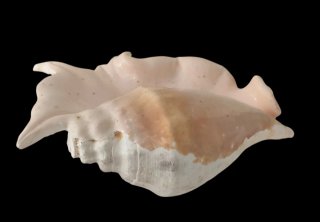 Bellissima Conchiglia Lambis Grande 30x15cm