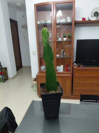Planta cactus Euphorbia ingens