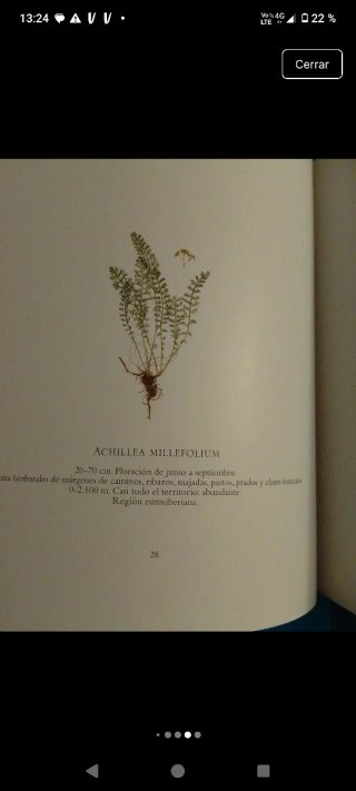 Clorofilia
