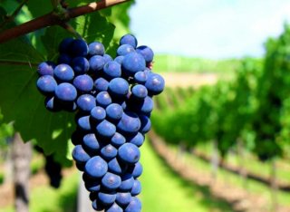 Socio agricultura