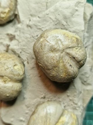 4 Erizos Marinos Fósiles en Matriz