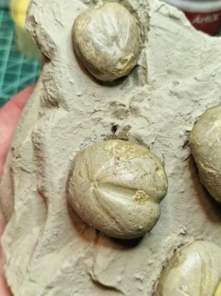 4 Erizos Marinos Fósiles en Matriz