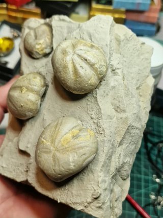 4 Erizos Marinos Fósiles en Matriz