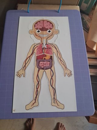 Juguete educativo cuerpo humano Imantado.
