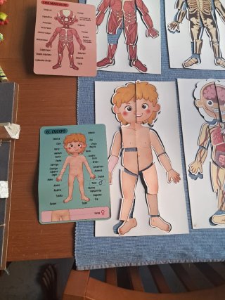 Juguete educativo cuerpo humano Imantado.
