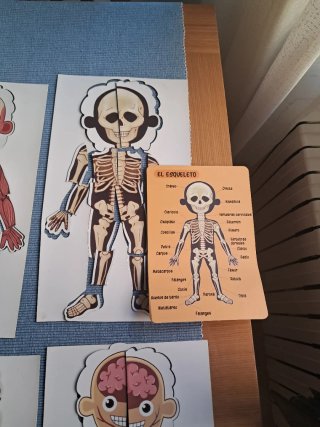 Juguete educativo cuerpo humano Imantado.