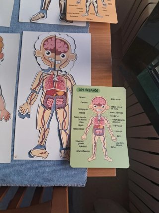 Juguete educativo cuerpo humano Imantado.