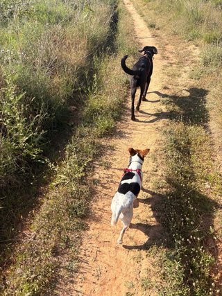 Paseadora y cuidadora de perros