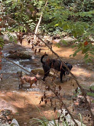 Paseadora y cuidadora de perros