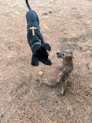 Paseadora y cuidadora de perros