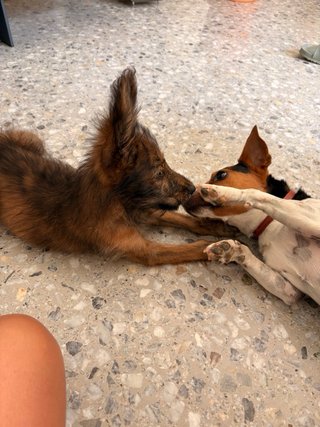 Paseadora y cuidadora de perros