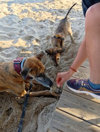 Paseadora y cuidadora de perros