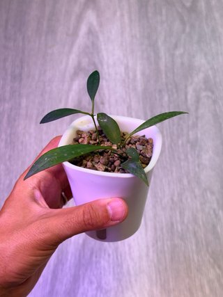 Hoya tsangii variegata revertida