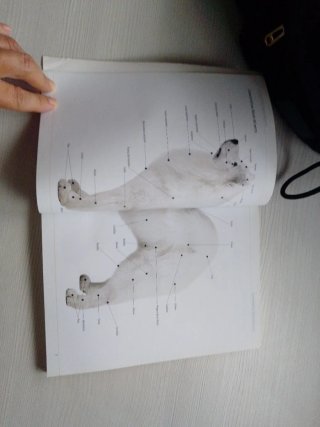 Peluquería canina