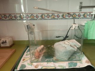 Acuario pecera