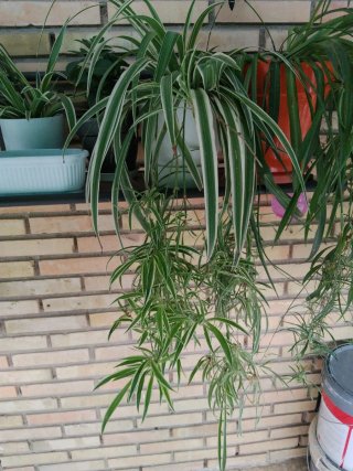Planta de interior colgante