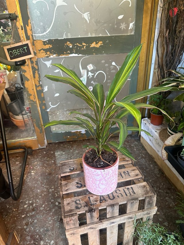 Cordyline Planta de Interior