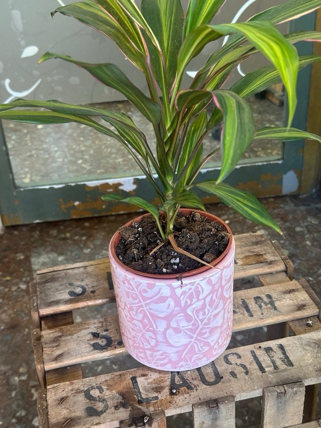 Cordyline Planta de Interior