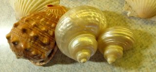 Conchiglie decorative miste