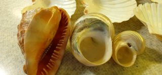 Conchiglie decorative miste