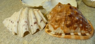 Conchiglie decorative miste