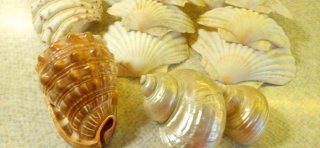 Conchiglie decorative miste