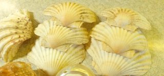 Conchiglie decorative miste