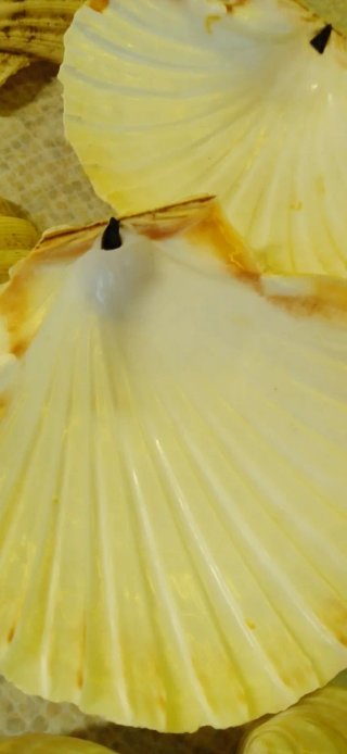 Conchiglie decorative miste